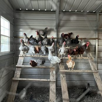 Rocky Top Fruit Farm - Chickens getting ready to call it day - Pick Your Own Farms Near Me - Payson, Utah Rocky Top Fruit Farm - Chickens getting ready to call it day - Pick Your Own Farms Near Me - Payson, Utah