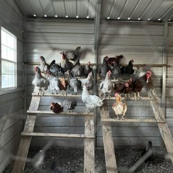 Rocky Top Fruit Farm - Chickens getting ready to call it day