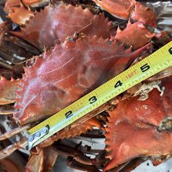 Jae Seafood by Tommy - Large male crabs