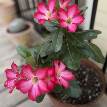 The Sprinkler Guru - A beautiful Desert Rose! - Irrigation Near Me The Sprinkler Guru - A beautiful Desert Rose! - Irrigation Near Me