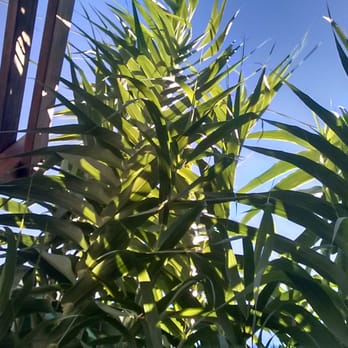 Grounds for Coffee - Bamboo surrounding patio seating. - Coffee & Tea Near Me - Ogden, Utah