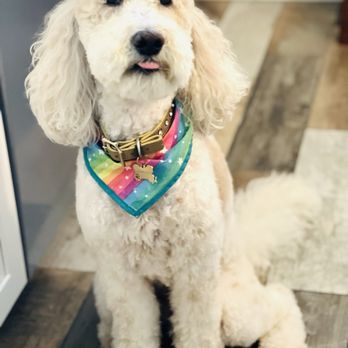 Furbubble Mobile Grooming - Dora right after the groom - Pet Groomers Near Me