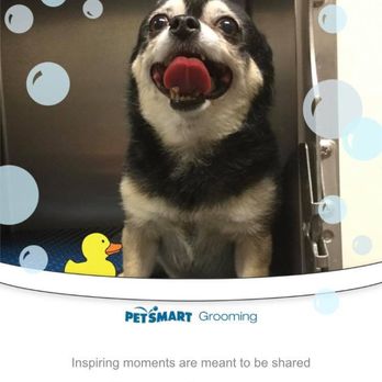 PetSmart - This was the sweetest Chihuahua - Pet Groomers Near Me - Sierra Vista, Arizona