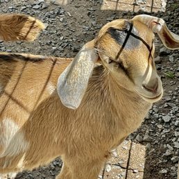 Goat