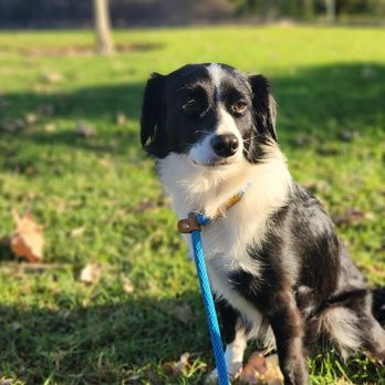 Pura Vida Pets - Dog Walkers Near Me