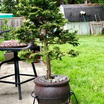 Alpine Nursery & Landscape - Nurseries & Gardening Near Me - Puyallup, Washington
