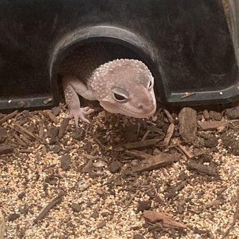 Kendogs Reptiles - Reptile Shops Near Me - Whittier, California