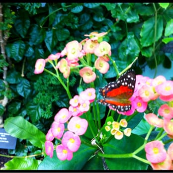 Pacific Science Center - Butterfly garden! - Museums Near Me - Seattle, Washington Pacific Science Center - Butterfly garden! - Museums Near Me - Seattle, Washington