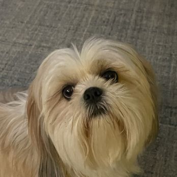Danforth Animal Hospital - Aren't I just the cutest - Veterinarians Near Me - Edmond, Oklahoma