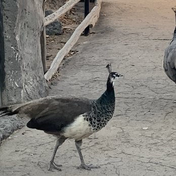 ABQ BioPark Zoo - Zoos Near Me - Albuquerque, New Mexico