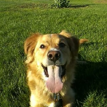 It's Paw Time! - Dog Walkers Near Me