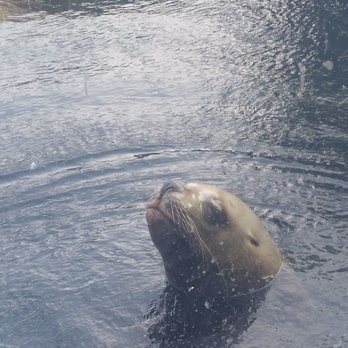Alaska Sealife Center - Tours Near Me - Seward, Alaska