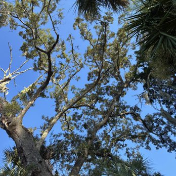 J&A Tree Removal - Before - Tree Services Near Me - Jacksonville, Florida J&A Tree Removal - Before - Tree Services Near Me - Jacksonville, Florida