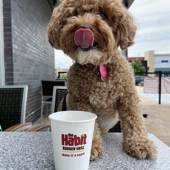 Habit Burger & Grill - Outdoor seating - Burgers Near Me - Chantilly, Virginia Habit Burger & Grill - Outdoor seating - Burgers Near Me - Chantilly, Virginia