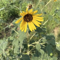 Elements At Viridian - Flowers around the walk