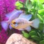 Photo of OSA Aquarium Superstore & Services