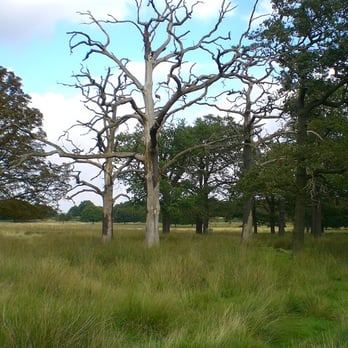 Richmond Park - Parks Near Me - Richmond, XGL Richmond Park - Parks Near Me - Richmond, XGL