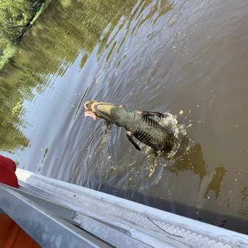 Ultimate Swamp Adventures - Tours Near Me - Westwego, Louisiana Ultimate Swamp Adventures - Tours Near Me - Westwego, Louisiana