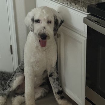 PetSmart Grooming - Pet Training Near Me - Naples, Florida PetSmart Grooming - Pet Training Near Me - Naples, Florida