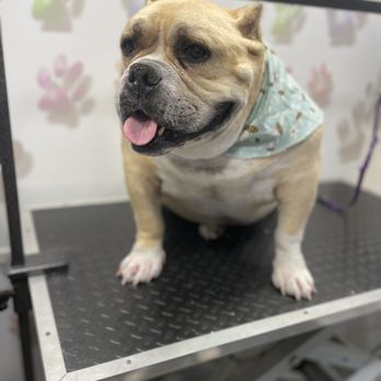 Sammy Pets - Pet Groomers Near Me Sammy Pets - Pet Groomers Near Me