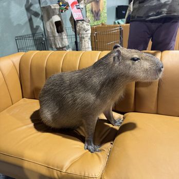 Capybara Cafe - Themed Cafes Near Me - St. Petersburg, Florida Capybara Cafe - Themed Cafes Near Me - St. Petersburg, Florida