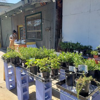 Mother Natives - Native plants - Nurseries & Gardening Near Me - Sacramento, California Mother Natives - Native plants - Nurseries & Gardening Near Me - Sacramento, California