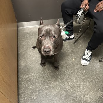 DTLAvets - Veterinarians Near Me - Los Angeles, California