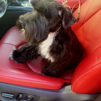 K9'S Paws & Claws - Dog - Pet Groomers Near Me - Garland, Texas K9'S Paws & Claws - Dog - Pet Groomers Near Me - Garland, Texas