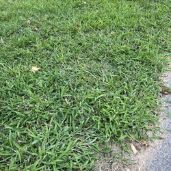 Grow'N Mow Landscaping & Hardscaping - End result is a lawn full of crabgrass