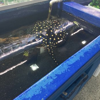 Jungle Aquatics - Cool looking stung rays. - Local Fish Stores Near Me - Virginia Beach, Virginia Jungle Aquatics - Cool looking stung rays. - Local Fish Stores Near Me - Virginia Beach, Virginia