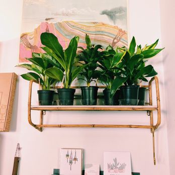Oasis Plant Shop - Nurseries & Gardening Near Me - Dallas, Texas