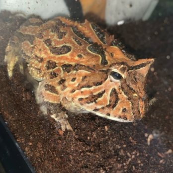 Petco - Fantasy Pac-Man - Pet Stores Near Me - Redwood City, California
