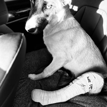 Echo Park Veterinary Hospital - Day 1 wrap - Veterinarians Near Me - Echo Park, California