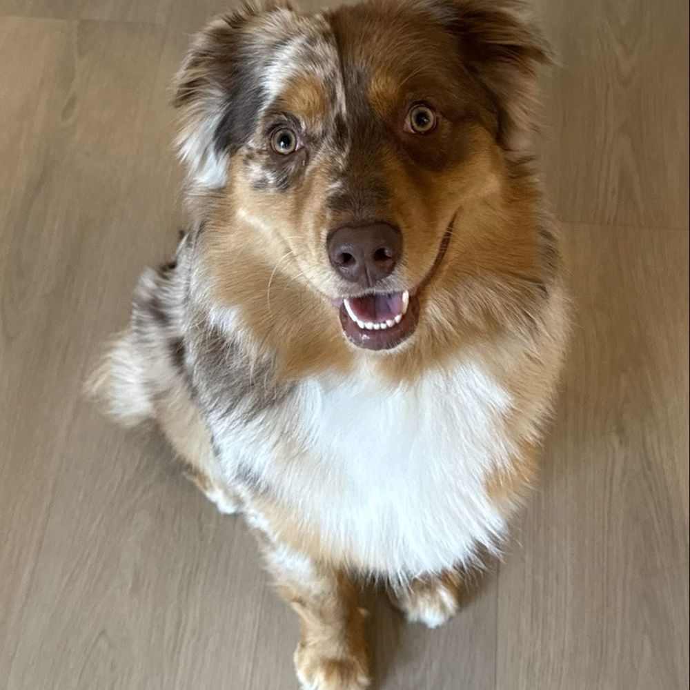 Love Ur K9 - Pet Training Near Me - Redondo Beach, California Love Ur K9 - Pet Training Near Me - Redondo Beach, California