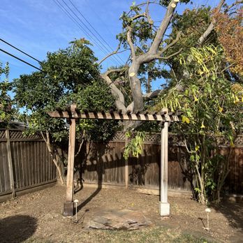 Joel's Tree Service - After: Trees pruned and vines removed from arbor and fence. - Tree Services Near Me Joel's Tree Service - After: Trees pruned and vines removed from arbor and fence. - Tree Services Near Me