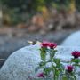 Photo of Kaniksu Landscaping