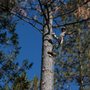 Photo of Hewn Man Tree Service