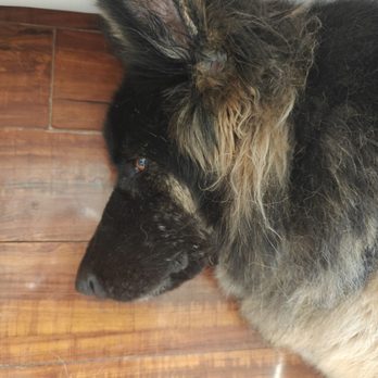 Dashing Pet Grooming - Around ears completely skipped and wasn't told about it until I complained after they left. - Pet Groomers Near Me