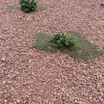 Clean & Green Landscape - another mossy plant - Landscaping Near Me - Las Vegas, Nevada Clean & Green Landscape - another mossy plant - Landscaping Near Me - Las Vegas, Nevada