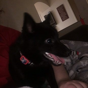 PetSmart - Donut. Schipperke - Pet Training Near Me - Oceanside, California PetSmart - Donut. Schipperke - Pet Training Near Me - Oceanside, California