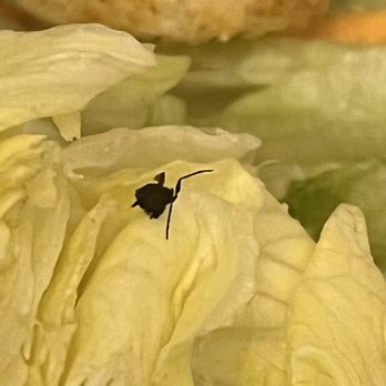 Olive Garden Italian Restaurant - bugs in salad - Italian Near Me - Irving, Texas Olive Garden Italian Restaurant - bugs in salad - Italian Near Me - Irving, Texas