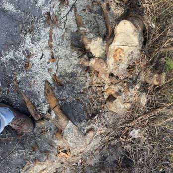 CT Stump Grinders - Tree Services Near Me CT Stump Grinders - Tree Services Near Me