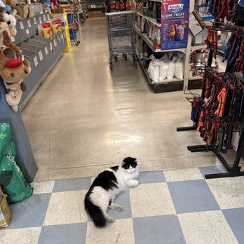 Powell Bros. Feed & Pet Supply - Resident cutie cat Chicker - Pet Groomers Near Me - Vallejo, California Powell Bros. Feed & Pet Supply - Resident cutie cat Chicker - Pet Groomers Near Me - Vallejo, California