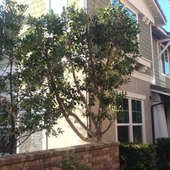 Padilla Tree Service - Nov 2025 (after) - Tree Services Near Me Padilla Tree Service - Nov 2025 (after) - Tree Services Near Me