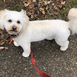 Sitting Pretty Pet Spa - Grand Haven - Cooper after his groom