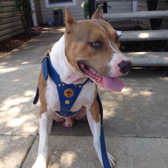 Wolfkeeper University - My many is Max. I have been trained by Toriano. Yaaa!! - Pet Training Near Me - Chicago, Illinois