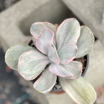 Vista Succulents - Cotyledon or Echeveria? - Nurseries & Gardening Near Me - Vista, California Vista Succulents - Cotyledon or Echeveria? - Nurseries & Gardening Near Me - Vista, California