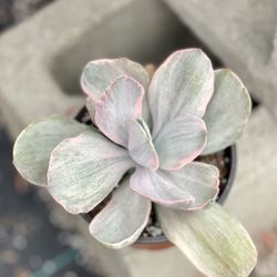 Vista Succulents - Cotyledon or Echeveria?