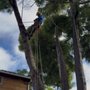 Photo of Alvarado Tree Service