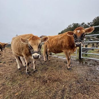 The Cowford - Clover and Flora. The original Jersey girls of The Cowford. - Ranches Near Me - Lawtey, Florida